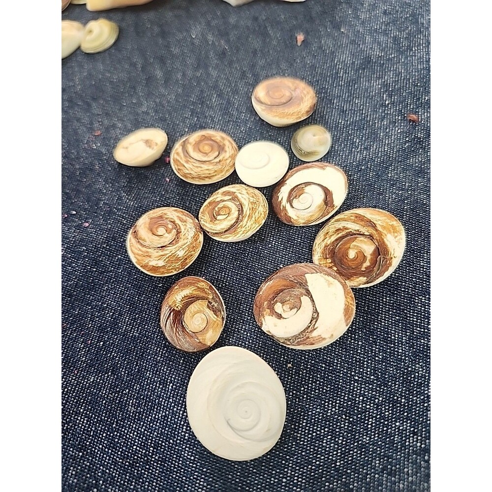 Cat's Eye Shiva - operculum shell turbo jewelry opercula charm Shiva eye 12pc